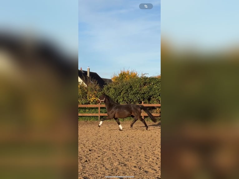 Trakehner Étalon 2 Ans 162 cm Bai brun in Blekendorf