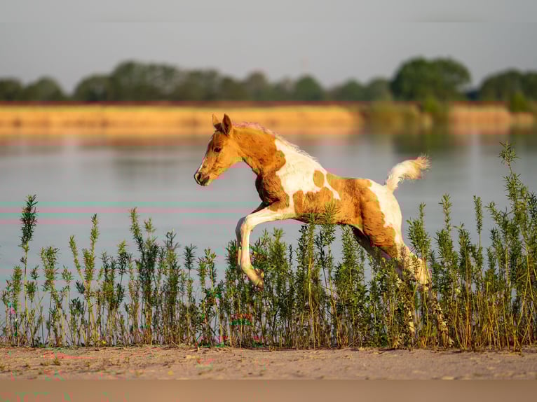 Trakehner Étalon 2 Ans 164 cm Pinto in L&#xFC;dersdorf