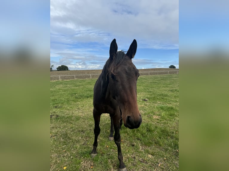 Trakehner Étalon 2 Ans 165 cm Bai in Blekendorf