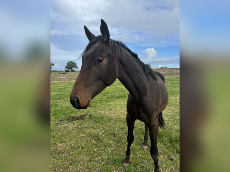 Trakehner Étalon 2 Ans 165 cm Bai in Blekendorf