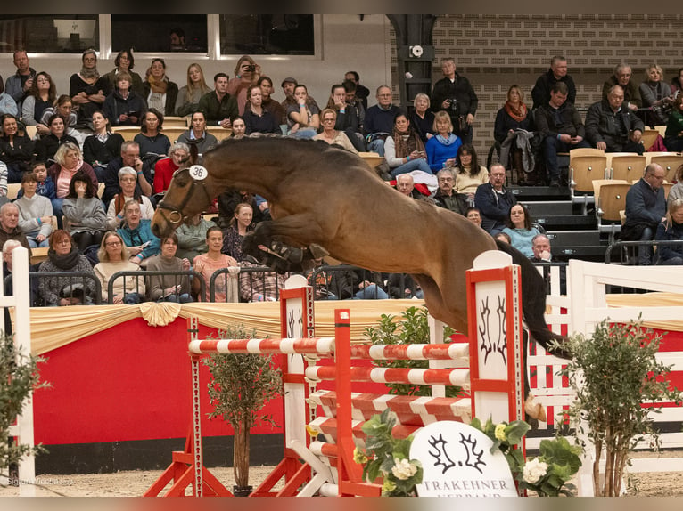 Trakehner Étalon 2 Ans 165 cm Bai in Ostenfeld