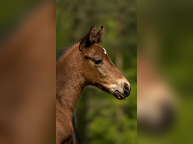 Trakehner Étalon 2 Ans 165 cm Bai in Wandlitz