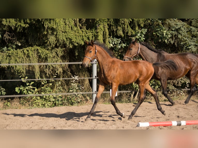 Trakehner Étalon 2 Ans 165 cm Bai in Wandlitz