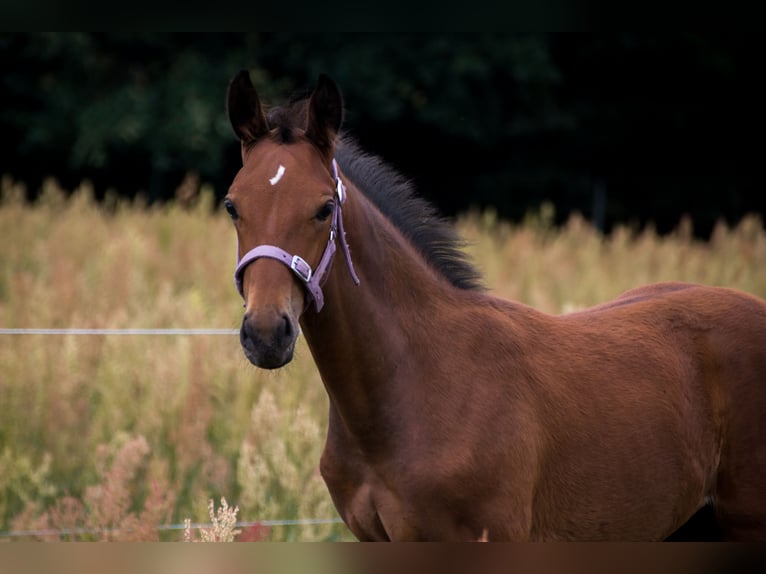 Trakehner Étalon 2 Ans 165 cm Bai in Wandlitz