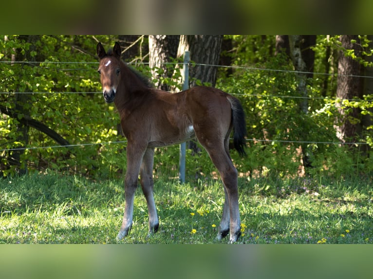 Trakehner Étalon 2 Ans 165 cm Bai in Wandlitz