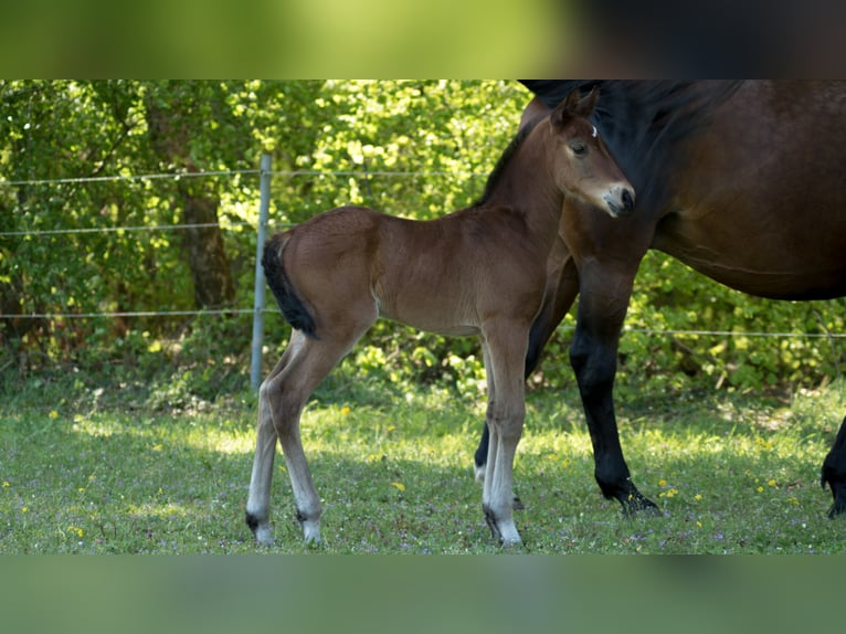 Trakehner Étalon 2 Ans 165 cm Bai in Wandlitz