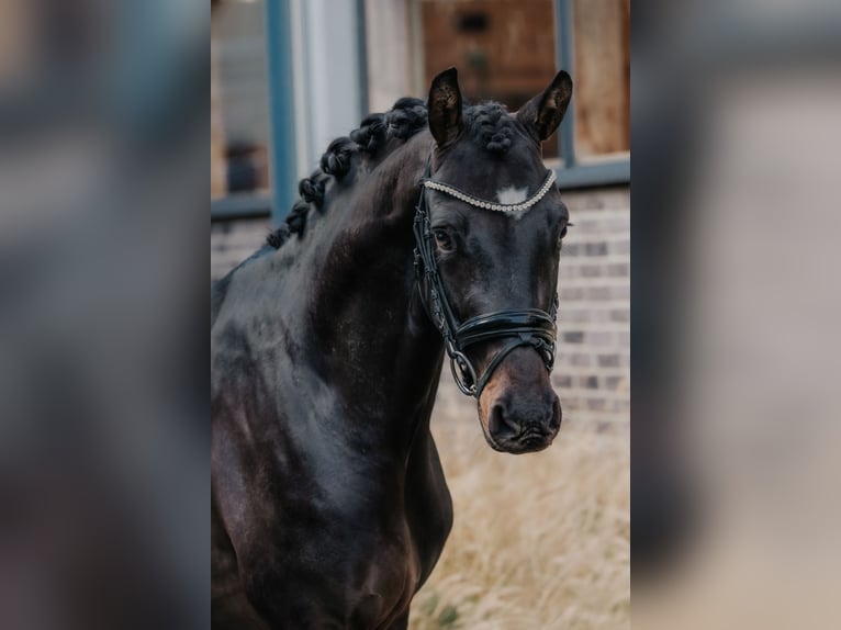 Trakehner Étalon 2 Ans 166 cm Bai brun in Dreieich