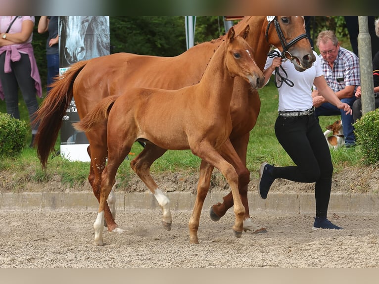 Trakehner Étalon 2 Ans 168 cm Alezan in Oetzen