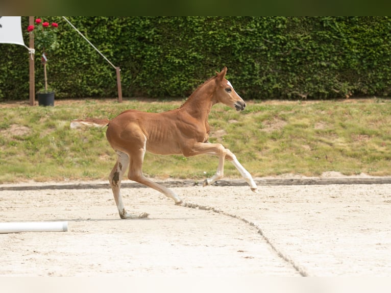 Trakehner Étalon 2 Ans 168 cm Alezan in Uslar