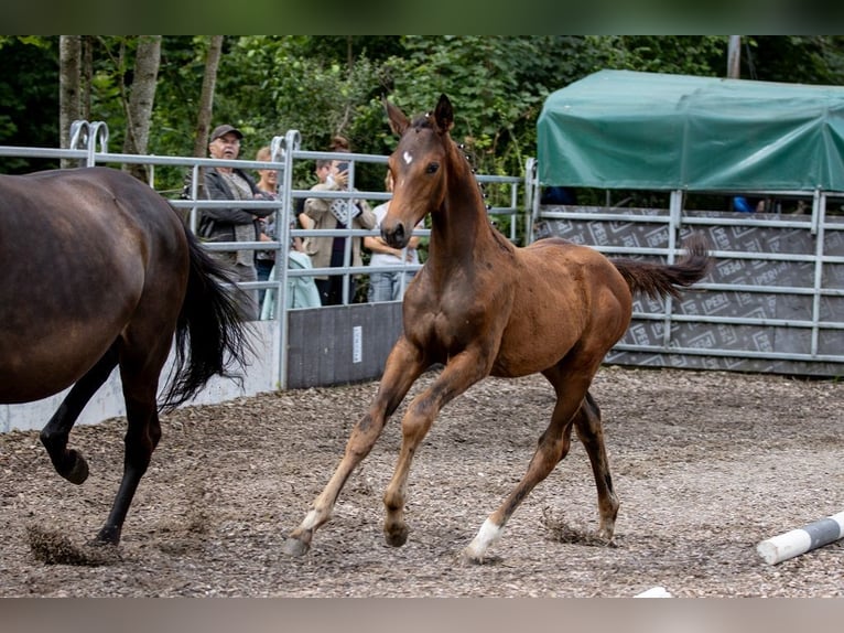 Trakehner Étalon 2 Ans 168 cm Bai in GünzburgGünzburg