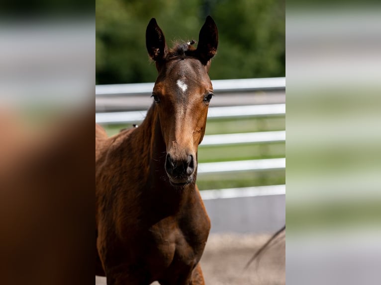 Trakehner Étalon 2 Ans 168 cm Bai in GünzburgGünzburg