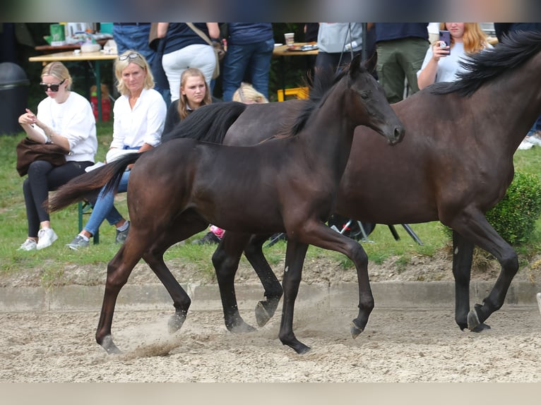 Trakehner Étalon 2 Ans 168 cm Noir in Syke