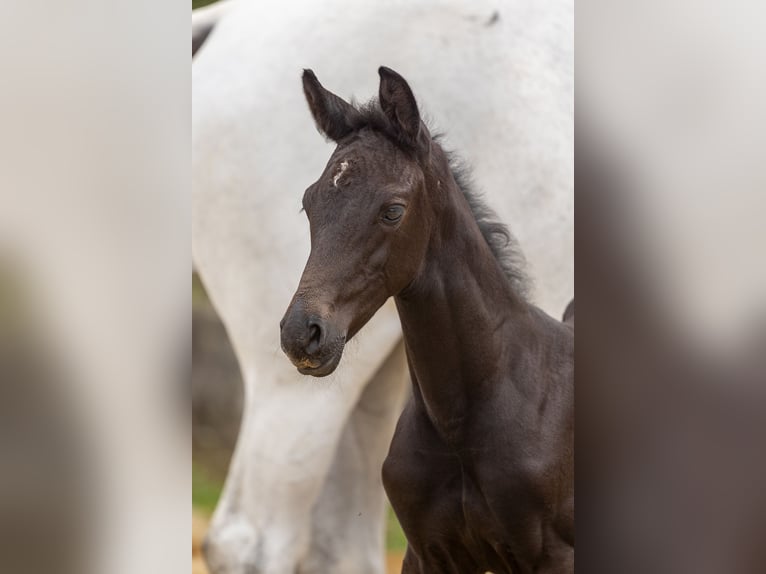 Trakehner Étalon 2 Ans 168 cm Peut devenir gris in Denklingen