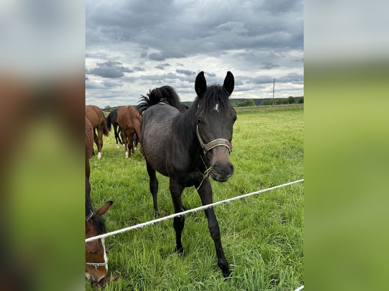 Trakehner Étalon 2 Ans 168 cm Peut devenir gris in Denklingen