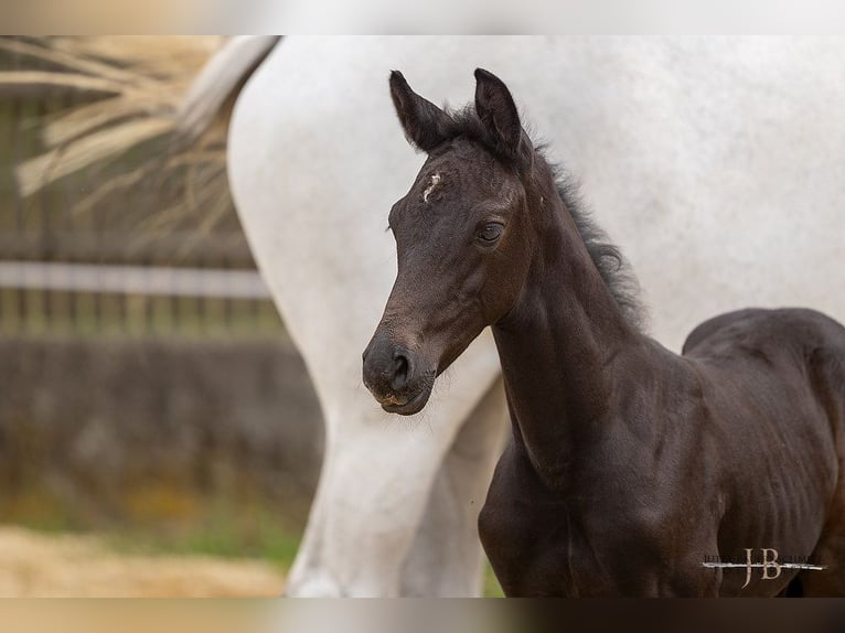 Trakehner Étalon 2 Ans 168 cm Peut devenir gris in Denklingen