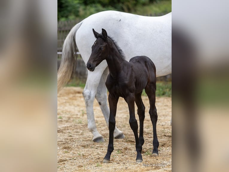 Trakehner Étalon 2 Ans 168 cm Peut devenir gris in Denklingen