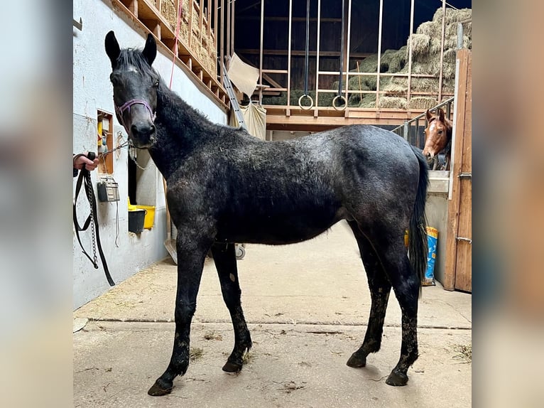 Trakehner Étalon 2 Ans 168 cm Peut devenir gris in Denklingen