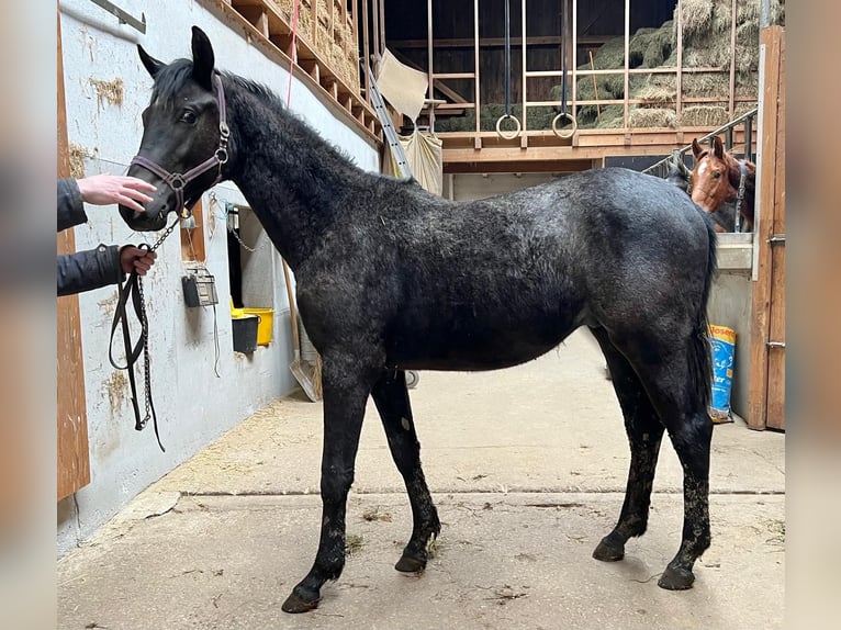 Trakehner Étalon 2 Ans 168 cm Peut devenir gris in Denklingen