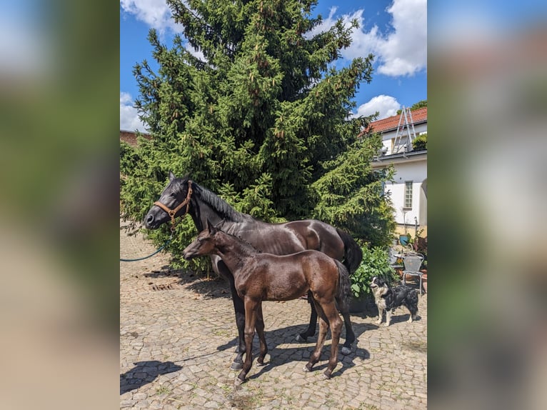 Trakehner Étalon 2 Ans 169 cm Bai brun foncé in Zerbst