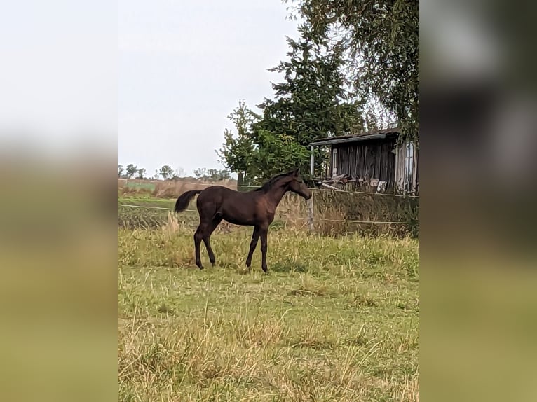 Trakehner Étalon 2 Ans 169 cm Bai brun foncé in Zerbst