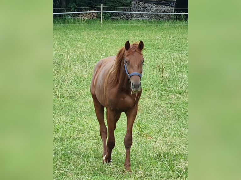 Trakehner Étalon 2 Ans 170 cm Alezan brûlé in Trostberg