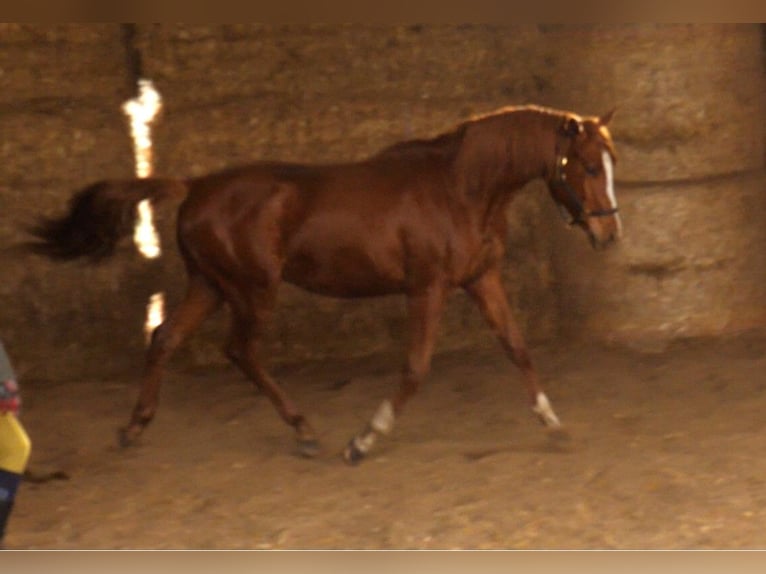 Trakehner Étalon 2 Ans 170 cm Alezan in Günzburg