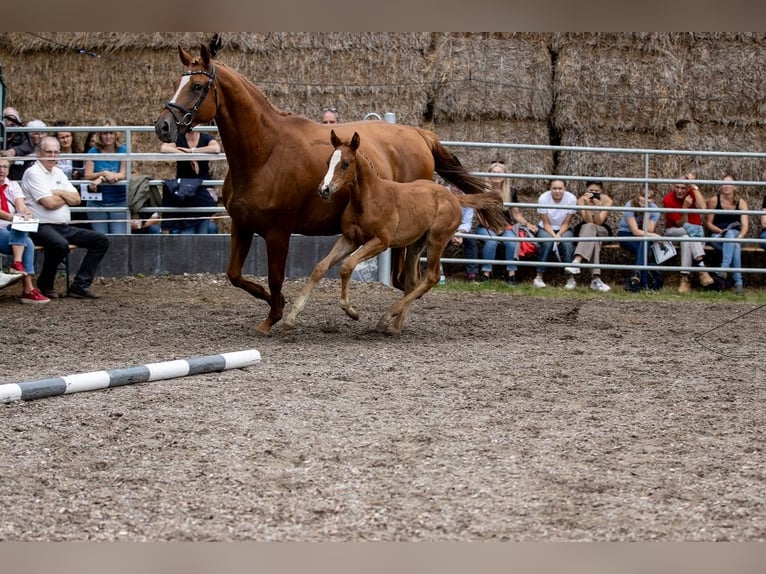 Trakehner Étalon 2 Ans 170 cm Alezan in Günzburg