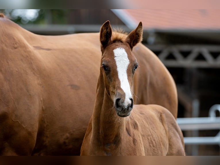 Trakehner Étalon 2 Ans 170 cm Alezan in Günzburg