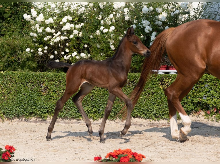 Trakehner Étalon 2 Ans 170 cm Bai brun in Bad Münstereifel