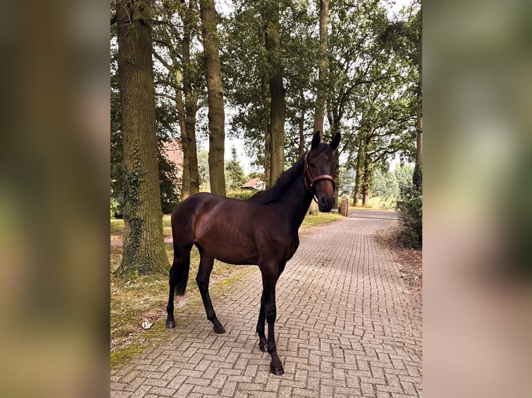 Trakehner Étalon 2 Ans 170 cm Bai brun foncé in Freren