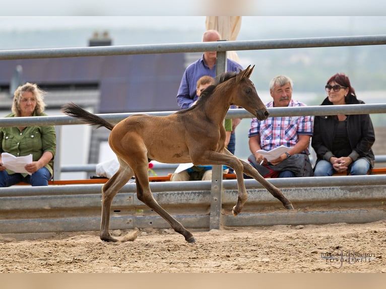 Trakehner Étalon 2 Ans 170 cm Bai in Mittenaar