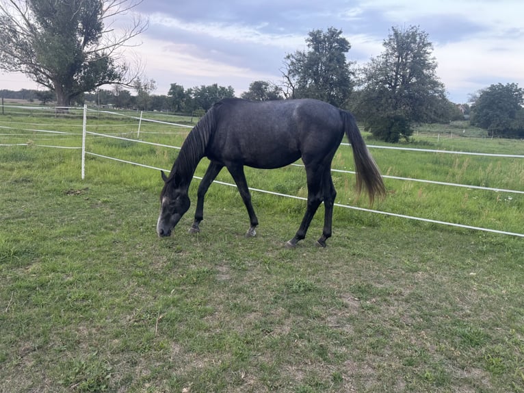 Trakehner Étalon 2 Ans 170 cm Gris noir in Mühlberg (Elbe)