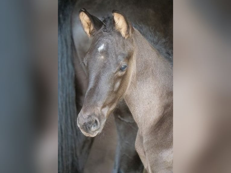 Trakehner Étalon 2 Ans 170 cm Noir in Günzburg