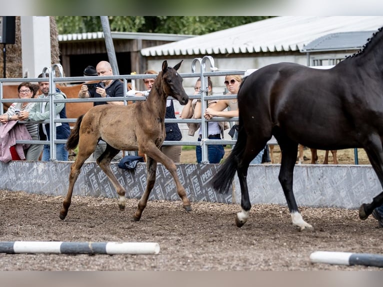 Trakehner Étalon 2 Ans 170 cm Noir in Günzburg