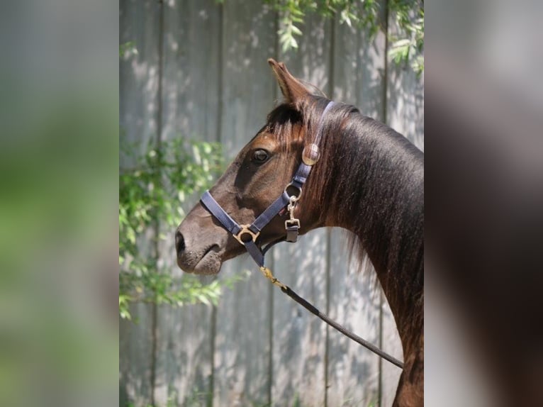 Trakehner Étalon 2 Ans 170 cm Noir in Günzburg