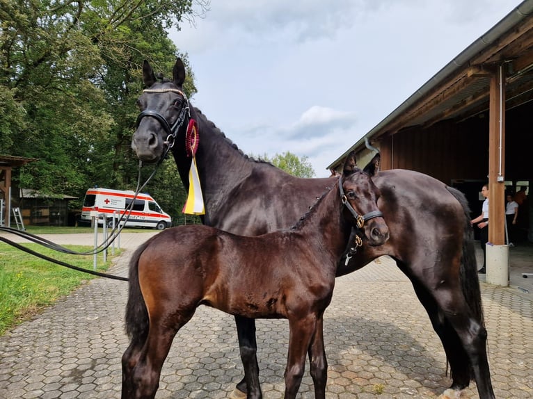 Trakehner Étalon 2 Ans 170 cm Noir in Hüttenberg