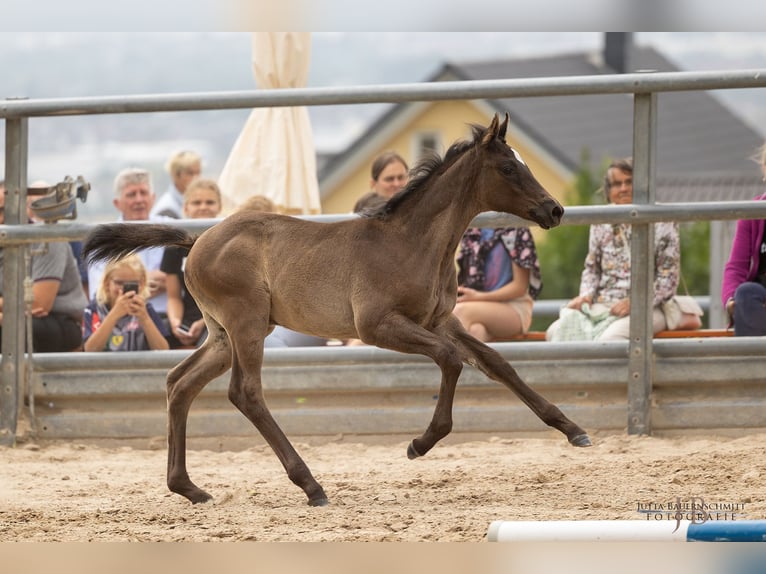 Trakehner Étalon 2 Ans 170 cm Noir in Dautphetal