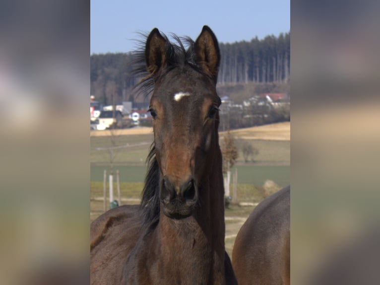 Trakehner Étalon 2 Ans 175 cm Bai brun in Adelsried