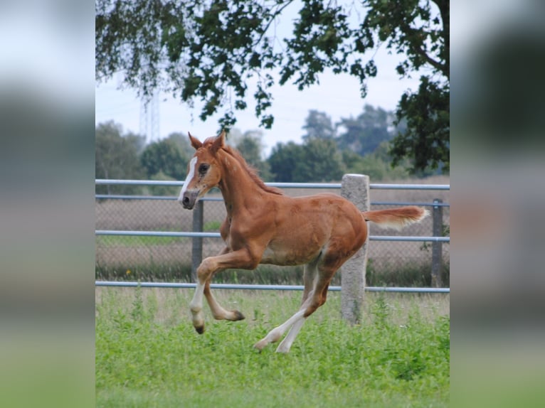 Trakehner Étalon 2 Ans Alezan brûlé in Crivitz