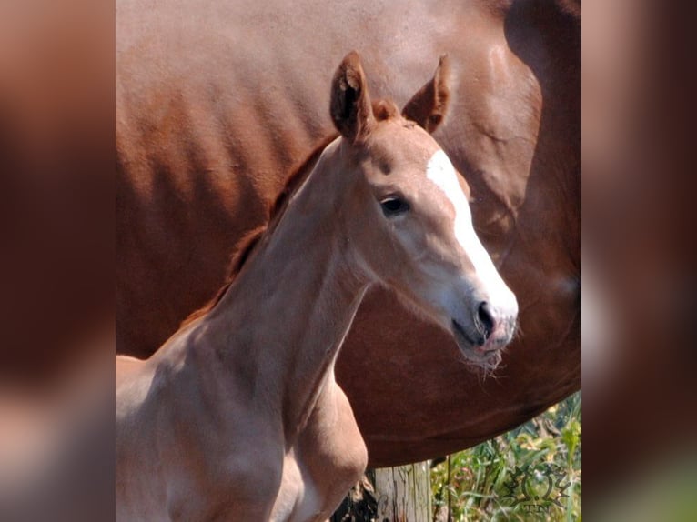 Trakehner Étalon 2 Ans Alezan brûlé in Crivitz