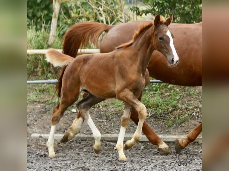 Trakehner Étalon 2 Ans Alezan brûlé in Crivitz