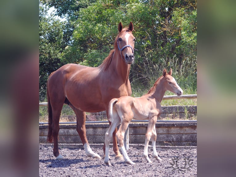 Trakehner Étalon 2 Ans Alezan brûlé in Crivitz