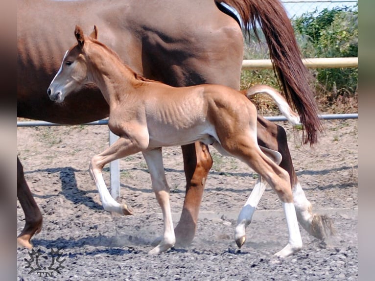 Trakehner Étalon 2 Ans Alezan brûlé in Crivitz