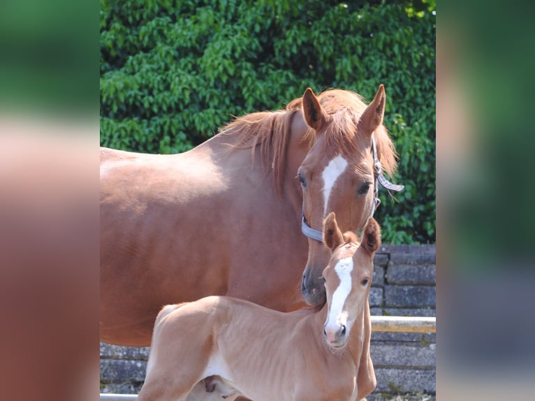 Trakehner Étalon 2 Ans Alezan brûlé in Crivitz