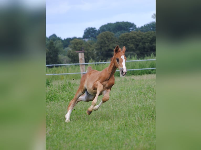 Trakehner Étalon 2 Ans Alezan brûlé in Crivitz