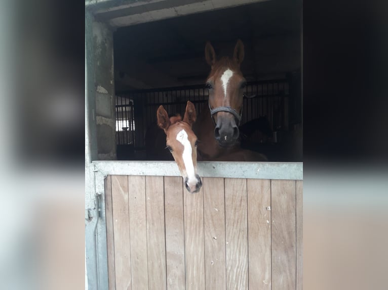 Trakehner Étalon 2 Ans Alezan brûlé in Crivitz