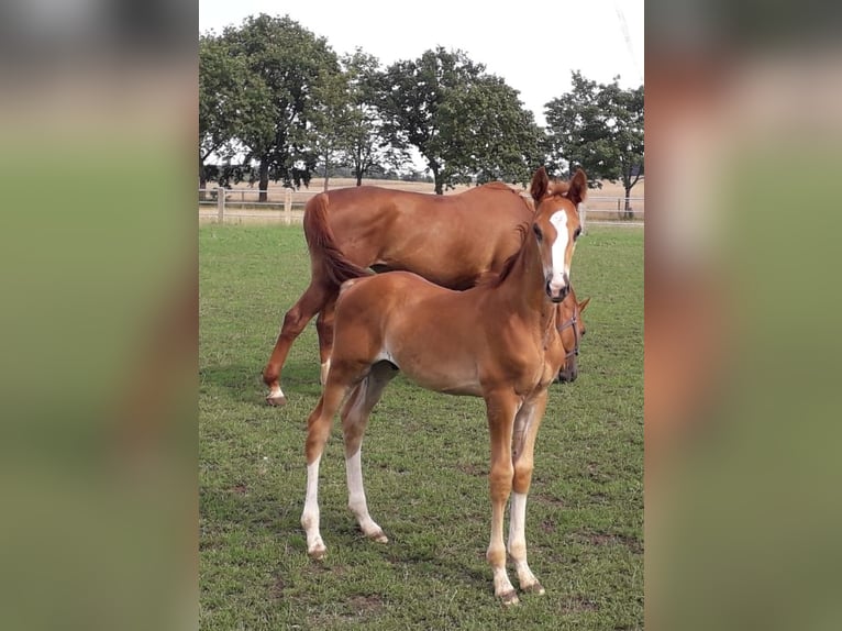 Trakehner Étalon 2 Ans Alezan brûlé in Crivitz