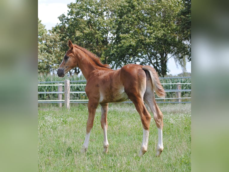 Trakehner Étalon 2 Ans Alezan brûlé in Crivitz