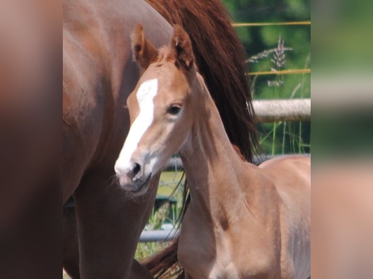 Trakehner Étalon 2 Ans Alezan brûlé in Crivitz