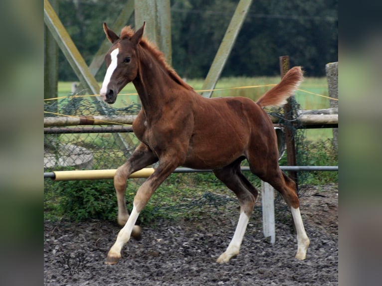 Trakehner Étalon 2 Ans Alezan brûlé in Crivitz